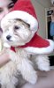 johnny_xmas2011_1.jpg