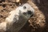 meerket.jpg