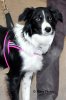 dog-in-harness.jpg