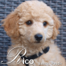 Poodle Rico