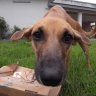 DeltaDog