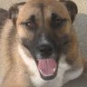 CrazyDogLady