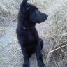 Hurley_GSD