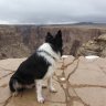injoydogtraining