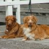 tollers2
