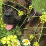 MojitoTheBoxer