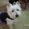 WyoWesties