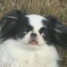 chipup1313