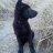 Hurley_GSD
