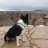 injoydogtraining