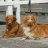 tollers2