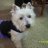 WyoWesties