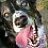 montsterdog