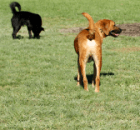 A Dog Park is Fun, but is it Safe?