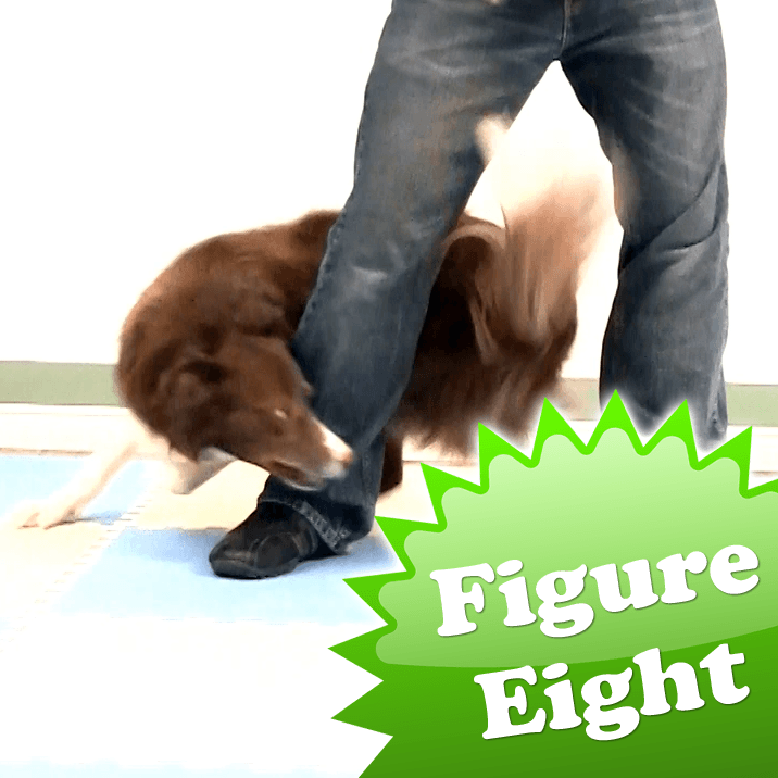 figure of eight dog lead instructions
