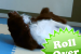 Roll Over