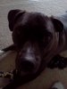 puppies2.jpg