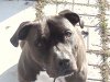 puppies4.jpg