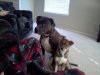 puppies6.jpg