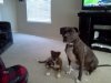 puppies7.jpg