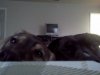 puppies8.jpg