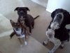 puppies14.jpg