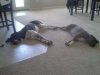 puppies15.jpg
