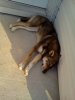 puppies18.jpg