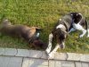 puppies19.jpg