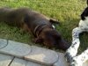 puppies20.jpg