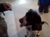 puppies11.jpg