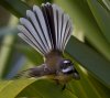 Fantail on Flax.jpg