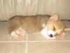 slcorgi31.jpg