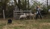 Sheep.jpg
