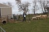 Sheep 2.jpg
