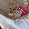 ilovemydog
