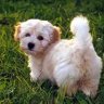 Isi Havanese