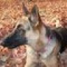 GSDSadie2010