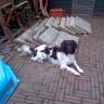 daggel