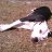 Dog_Redeemer