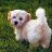 Isi Havanese