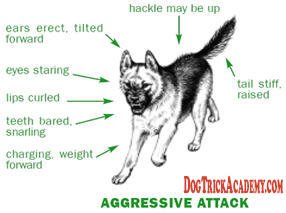 Dog Aggressive Stance