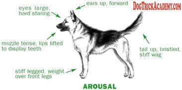 Dog Arousal Stance