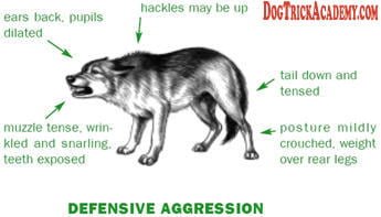 Dog Defensive Aggression Stance