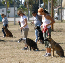 dog-training-classes
