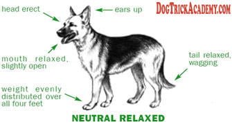 Dog Neutral Stance