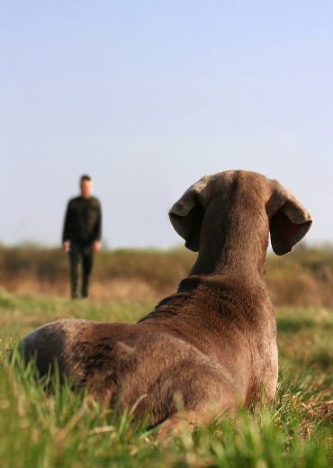 dog-obedience-training