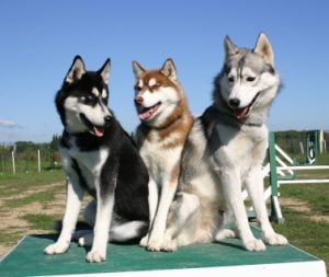 How to train a Siberian husky - Canine of Intelligence - Dog Trick Academy