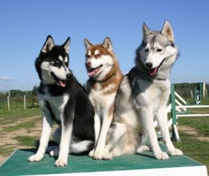 Best Siberian Husky Training Equipment