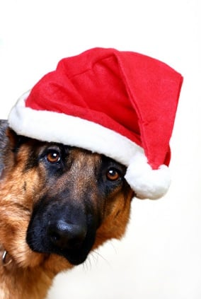 3 Simple Tips For A Merry Christmas With Your Dog - Dog Trick Academy